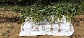 Virginia Beach Soybean Comparison for BigSoy100 Trial