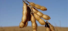 Dry Soybean Pods