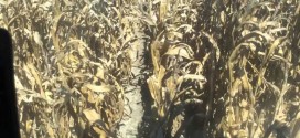 East Coast Corn Plot Harvesting