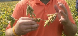 High Yield Soybeans on the East Coast Update