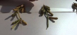 Soybean Pod Comparison with BigSoy100