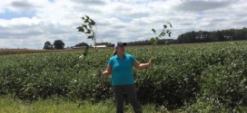 Virginia Beach Soybean Comparison