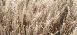 Winning Big Yield Wheat Solution