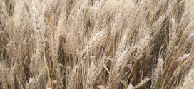 Winning Big Yield Wheat Solution