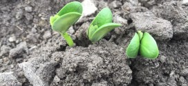 In-Furrow Applications Help Seedlings
