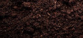 Beneficial Bacteria Support Soil Health