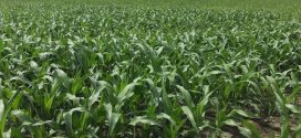 Bigger Yields Demand More Micronutrients