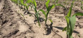 Brix Levels Indicate Crop Health