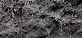 organic-matter-in-soil