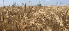 Big Wheat Yields
