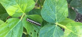 Soybean Pod Worms