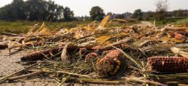Manage Field Residues