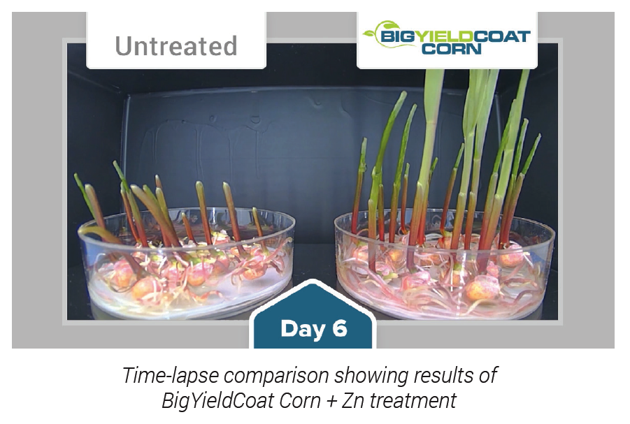 BYC-Corn-Zn-Comparison