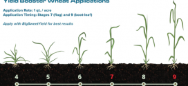Wheat Application Timing