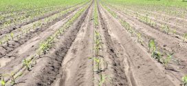 Get in the Zone with In-Furrow Treatments