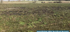 Use a Burner to Control Spring Weeds