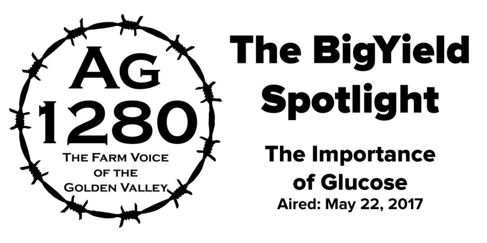 BigYield Spotlight - The Importance of Glucose