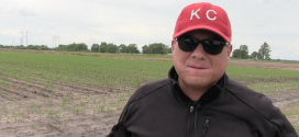 Insect Control Options for Corn
