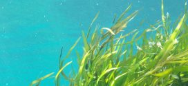 With Kelp's Help, Dive Into High-Yielding Potential