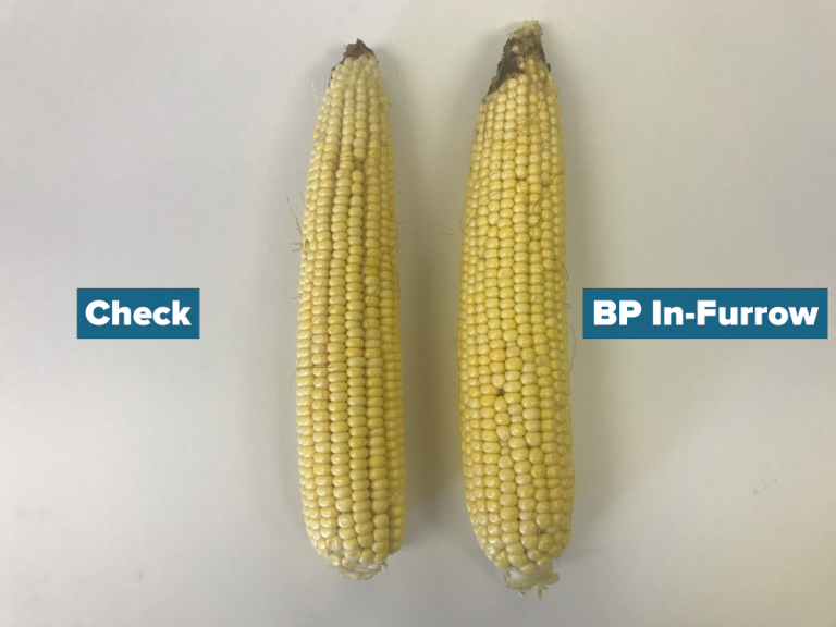 Ear Size Comparison Using BP InFurrow BigYield