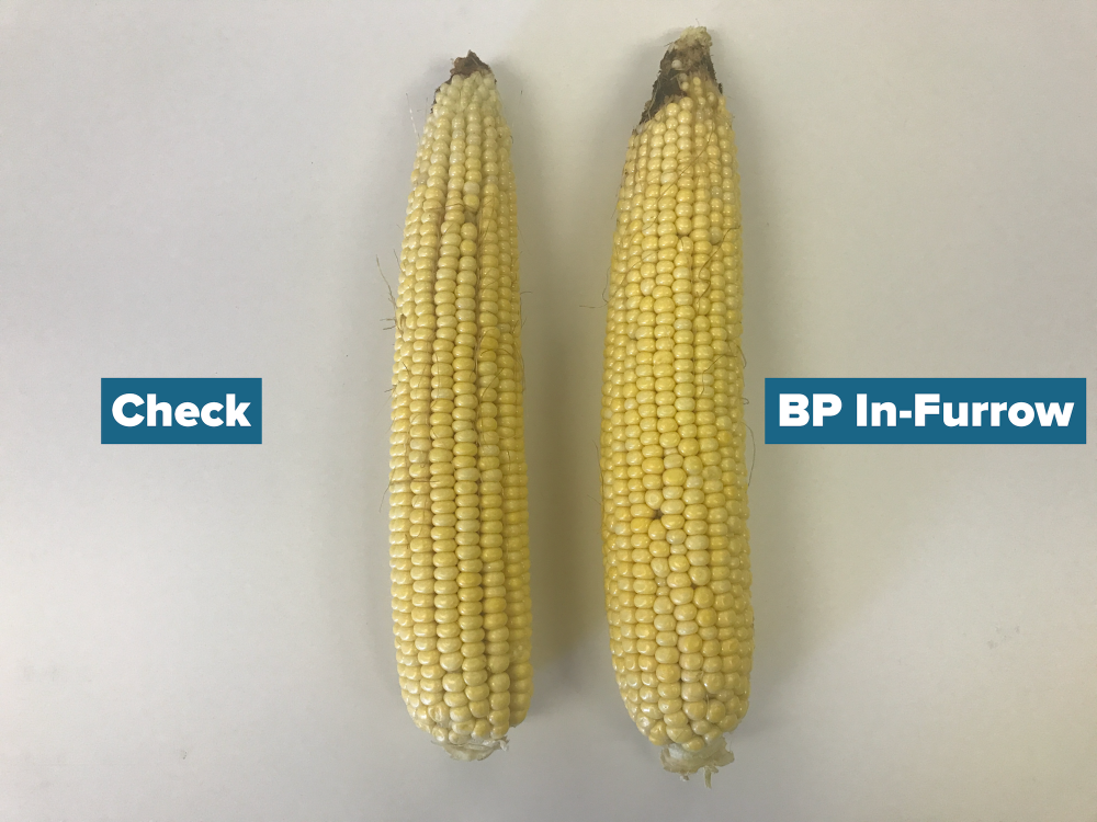 BP In-Furrow Ear Comparison