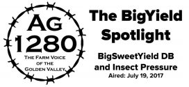 BigYield-Spotlight-BigSweetYield-DB-and-Insect-Pressure