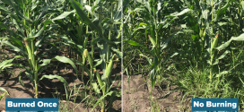 In-Row Burning Comparison on Organic Corn