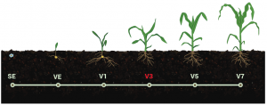 Yield Topper Corn Application