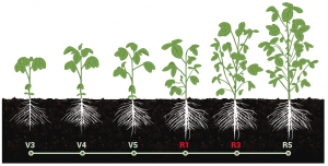 Yield Topper Soybean Application