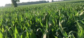 Dave McCowan Midseason Corn Walkthrough