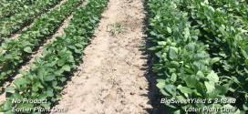 BigSweetYield Soybean and Lawn Comparisons