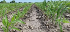 BP In-Furrow Corn Comparison Featured