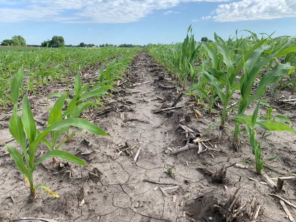 BP In-Furrow Corn Comparison