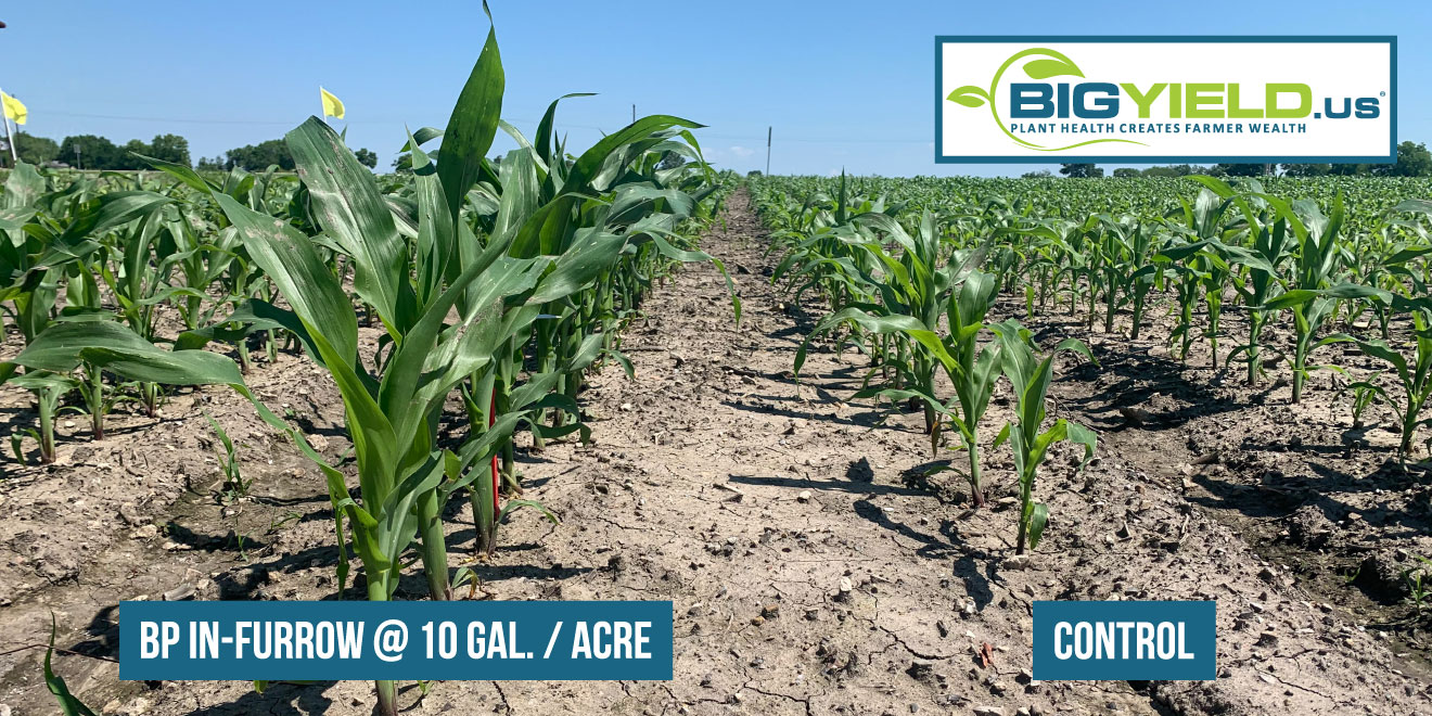 Best In-furrow Zinc Products For High-yield Corn