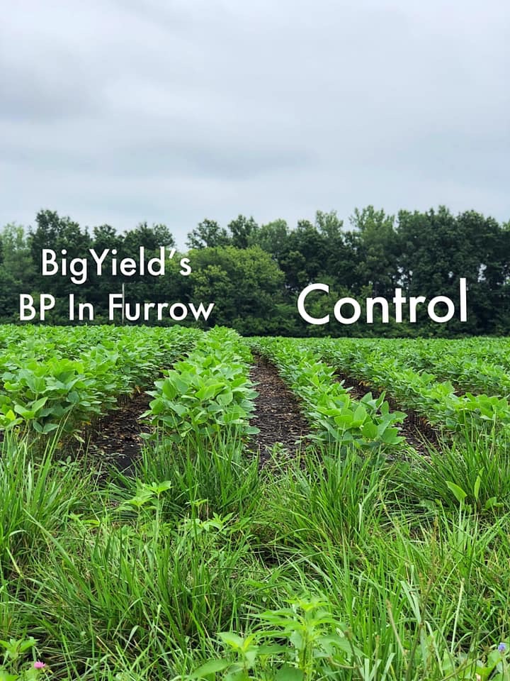 BP In-Furrow Soybean Comparison