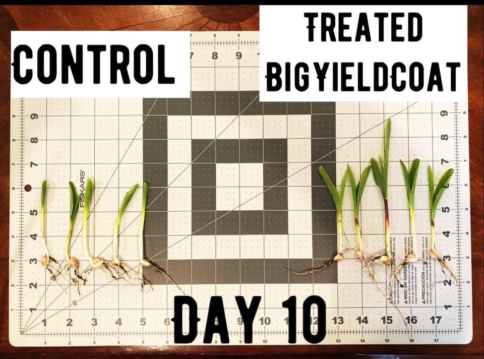 BigYieldCoat Corn 10 Day Comparison