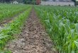 BP In-Furrow vs Dry Comparison Southwest MO Featured