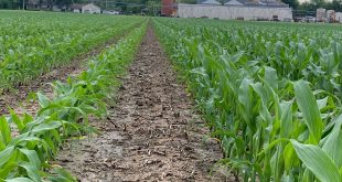 BP In-Furrow vs Dry Comparison Southwest MO Featured