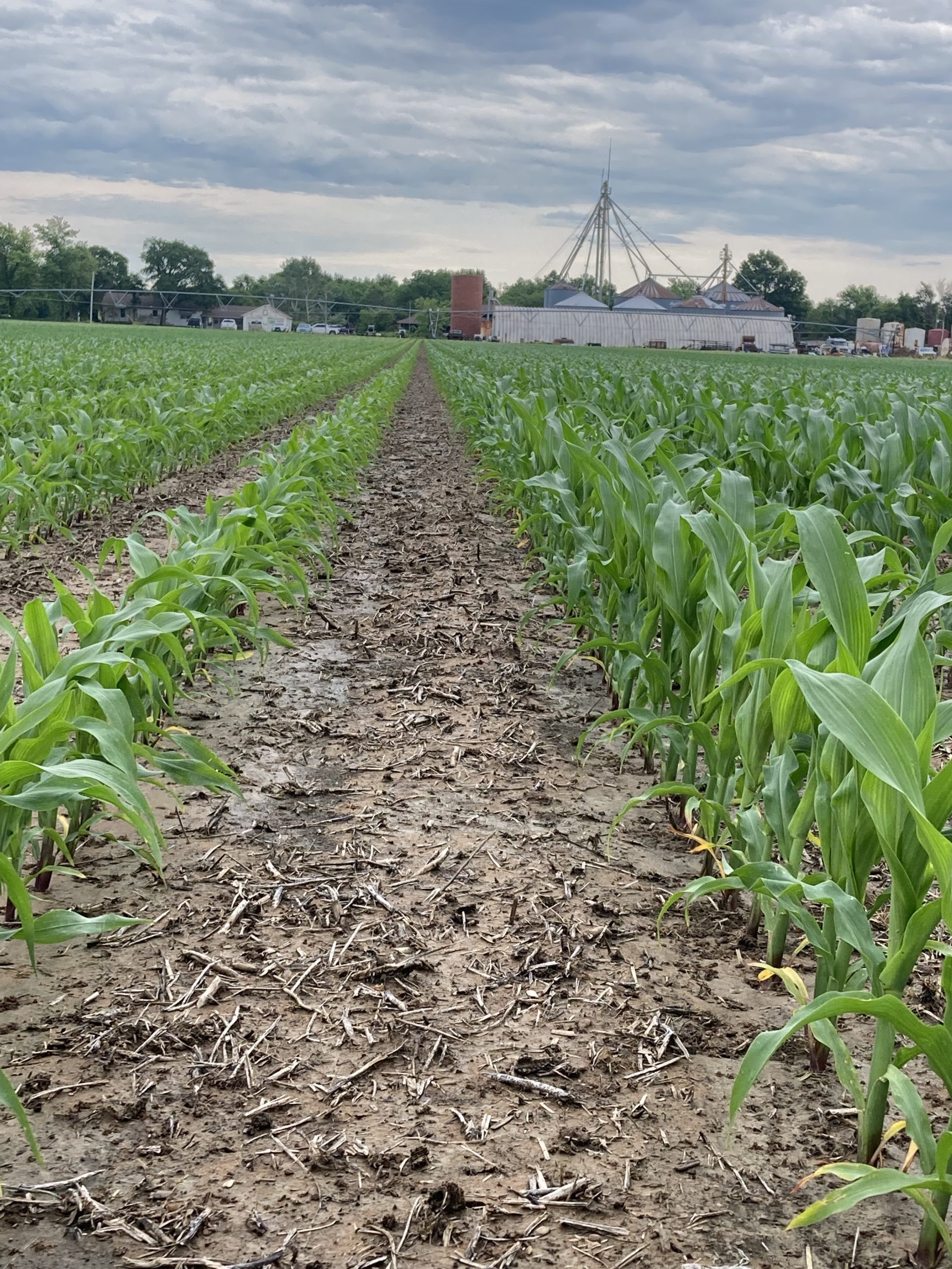 BP In-Furrow vs Dry Comparison Southwest MO