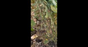 Great-Soybean-Crop-in-Virgina-Wilford-Poore