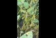 Dexter Jones Discusses Soybeans and BigYield Products
