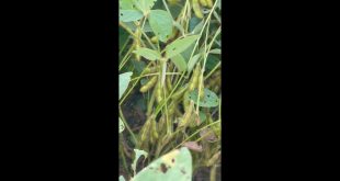 Dexter Jones Discusses Soybeans and BigYield Products