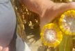 Marvin Shank Discusses His BigYield Corn Program