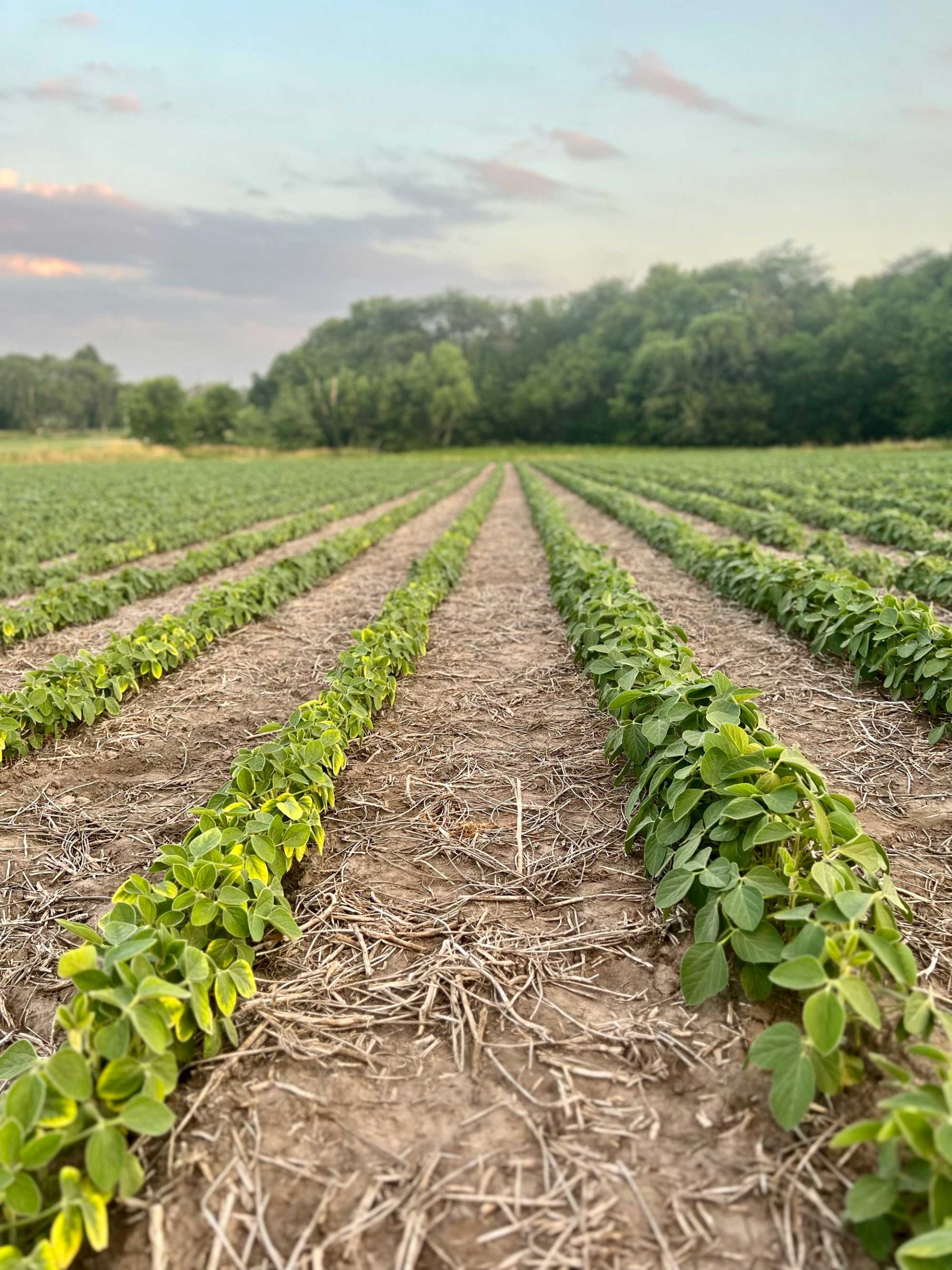 BP In-Furrow Comparison 07102023