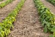 BP In-Furrow Comparison 07102023 Featured