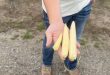 BigYield Test Plots in Chillicothe, MO