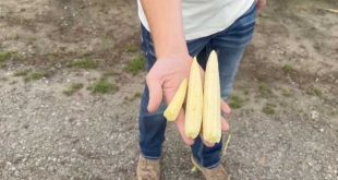 BigYield Test Plots in Chillicothe, MO