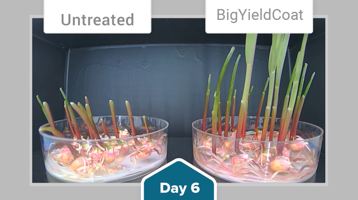 BigYieldCoat Corn Comparison